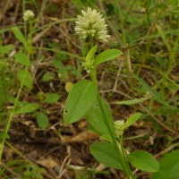 Allmania nodiflora (L.) R.Br. ex Wight